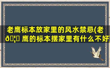 老鹰标本放家里的风水禁忌(老 🦍 鹰的标本摆家里有什么不好)
